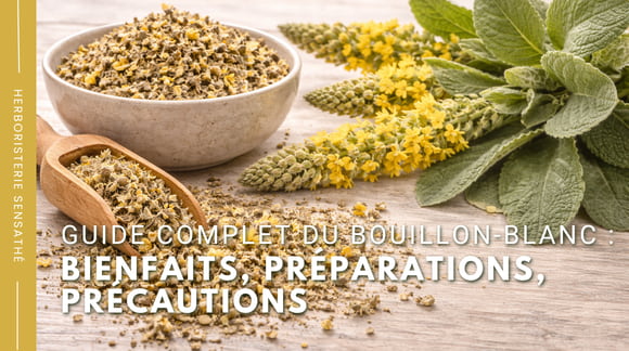 Guide complet du bouillon-blanc  bienfaits, préparations, précautions - Herboristerie Sensathé